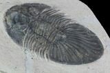 Platyscutellum Trilobite Fossil - Atchana, Morocco #100687-3